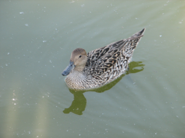 Körösvölgyi Állatpark, Szarvas, Duck / Teal ID