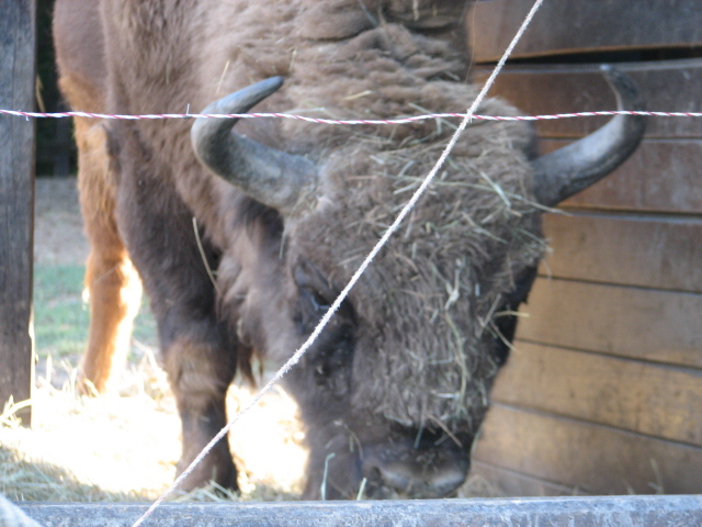Körösvölgyi Állatpark, Szarvas, European bison