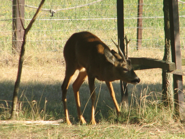 Körösvölgyi Állatpark, Szarvas, European roe deer