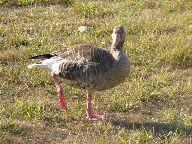 Körösvölgyi Állatpark, Szarvas, Greylag goose