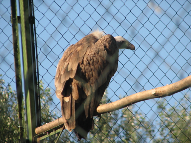 Körösvölgyi Állatpark, Szarvas, Griffon vulture