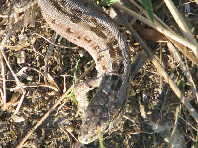 Körösvölgyi Állatpark, Szarvas, Wall lizard