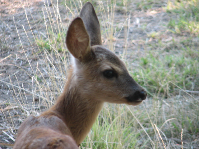 Körösvölgyi Állatpark, Szarvas, Young roe deer