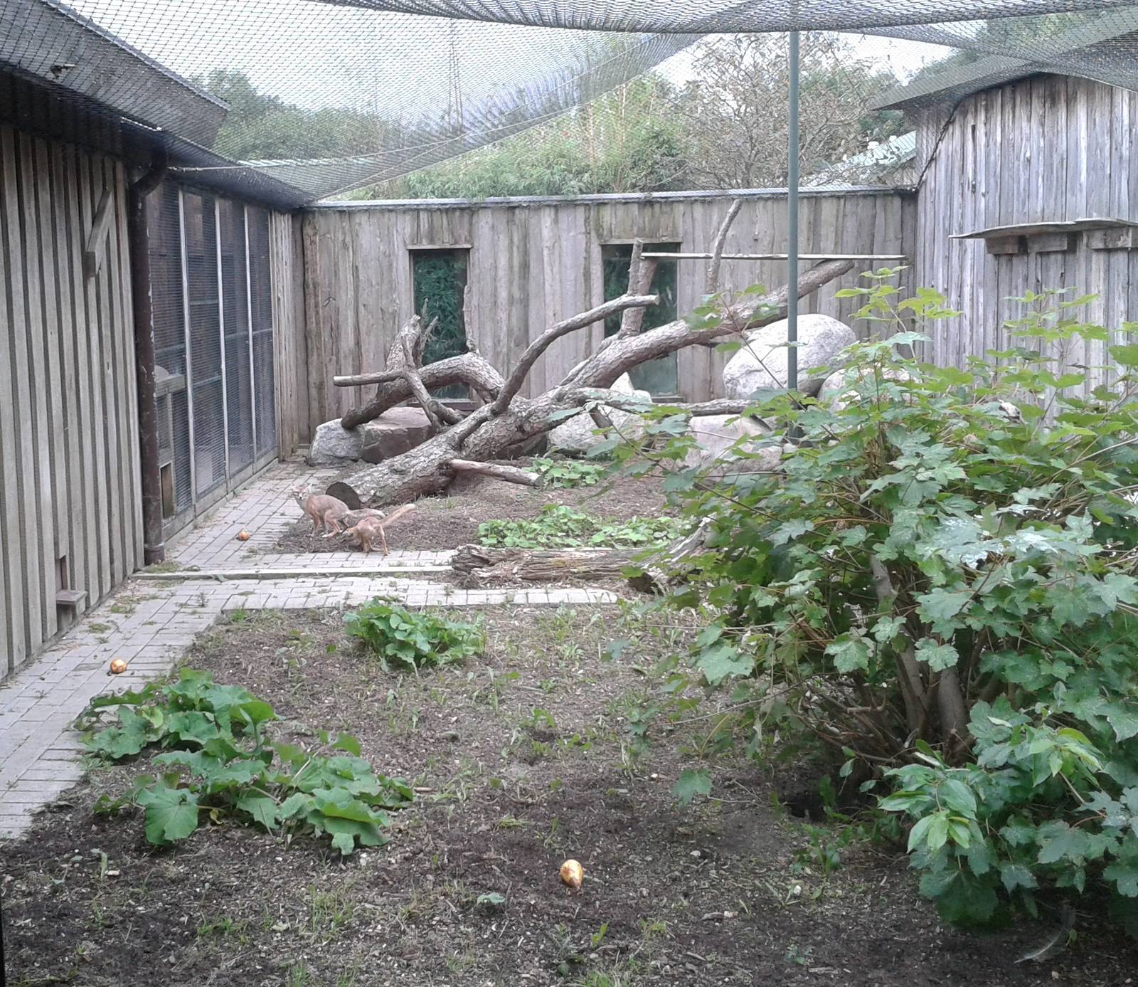 Korsac fox enclosure