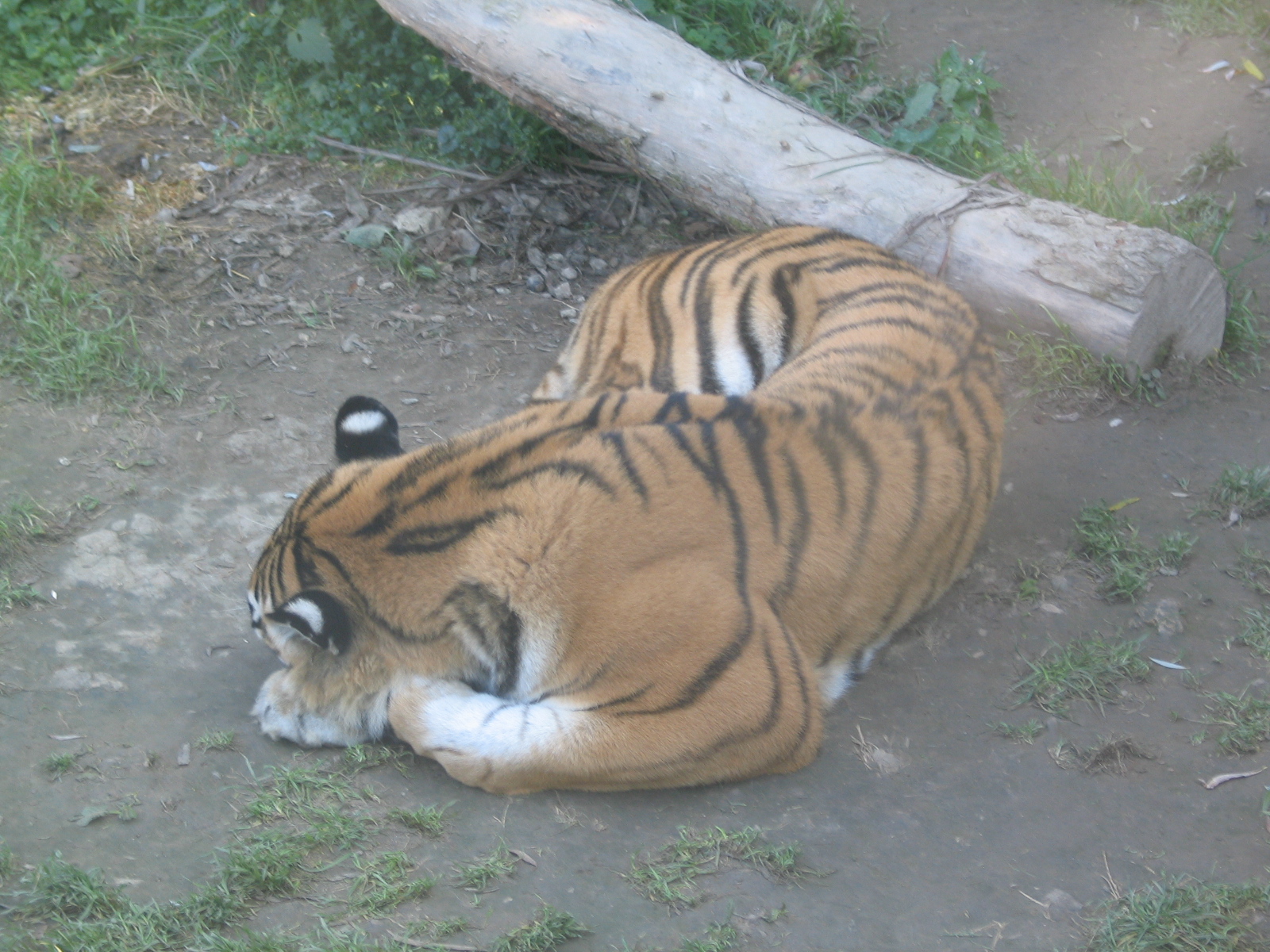 Kosice Zoo - October 2006.