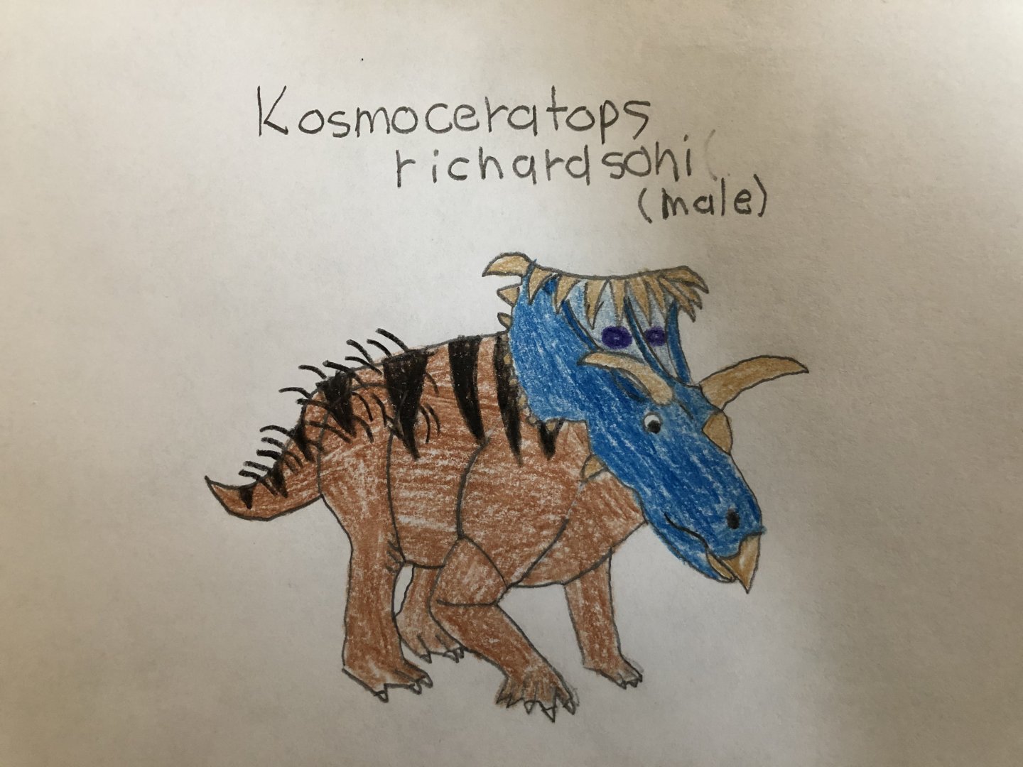 Kosmoceratops richardsoni male
