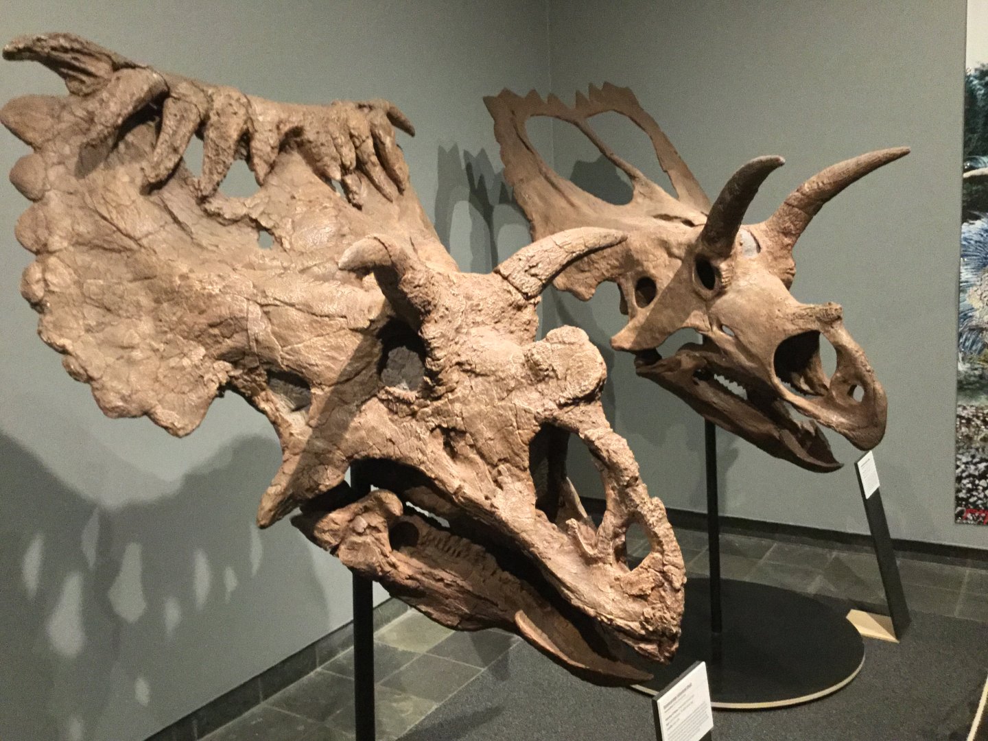 Kosmoceratops richardsoni (Skull)