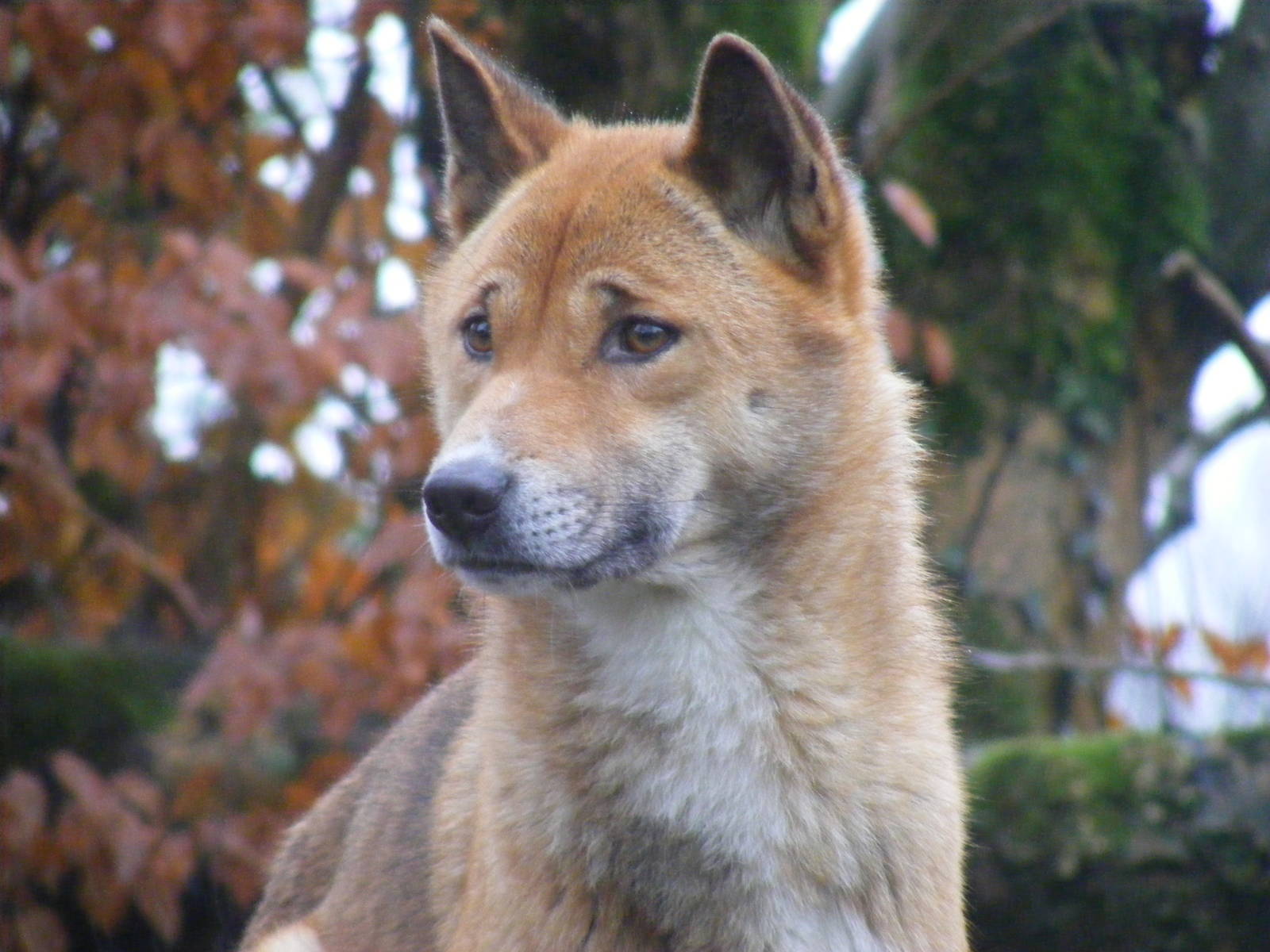 Kota the New Guinea singing dog at Exmoor Zoo, 29 December 2010