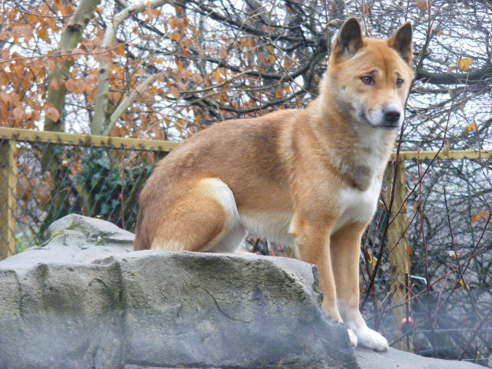 Kota the New Guinea singing dog at Exmoor Zoo, 29 December 2010
