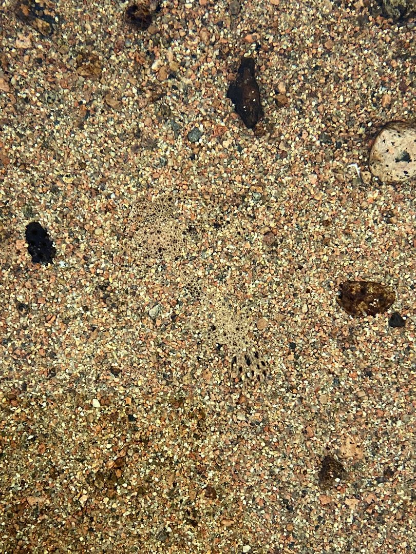 Kotka Maretarium / can you spot the flounder?