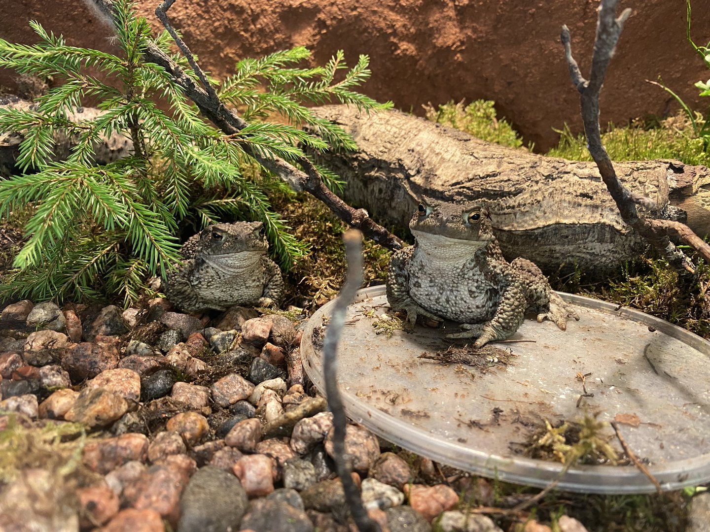 Kotka Maretarium / Common toad