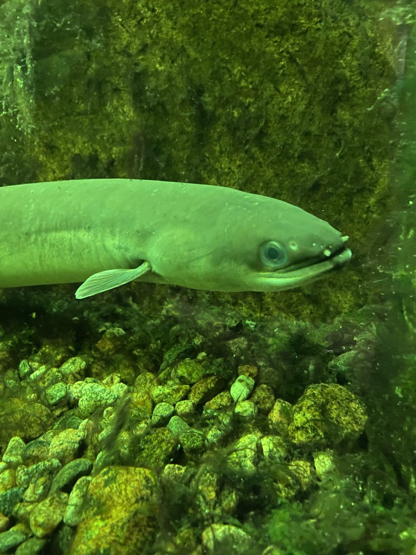 Kotka Maretarium / European eel