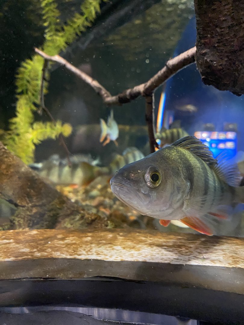 Kotka Maretarium / European perch