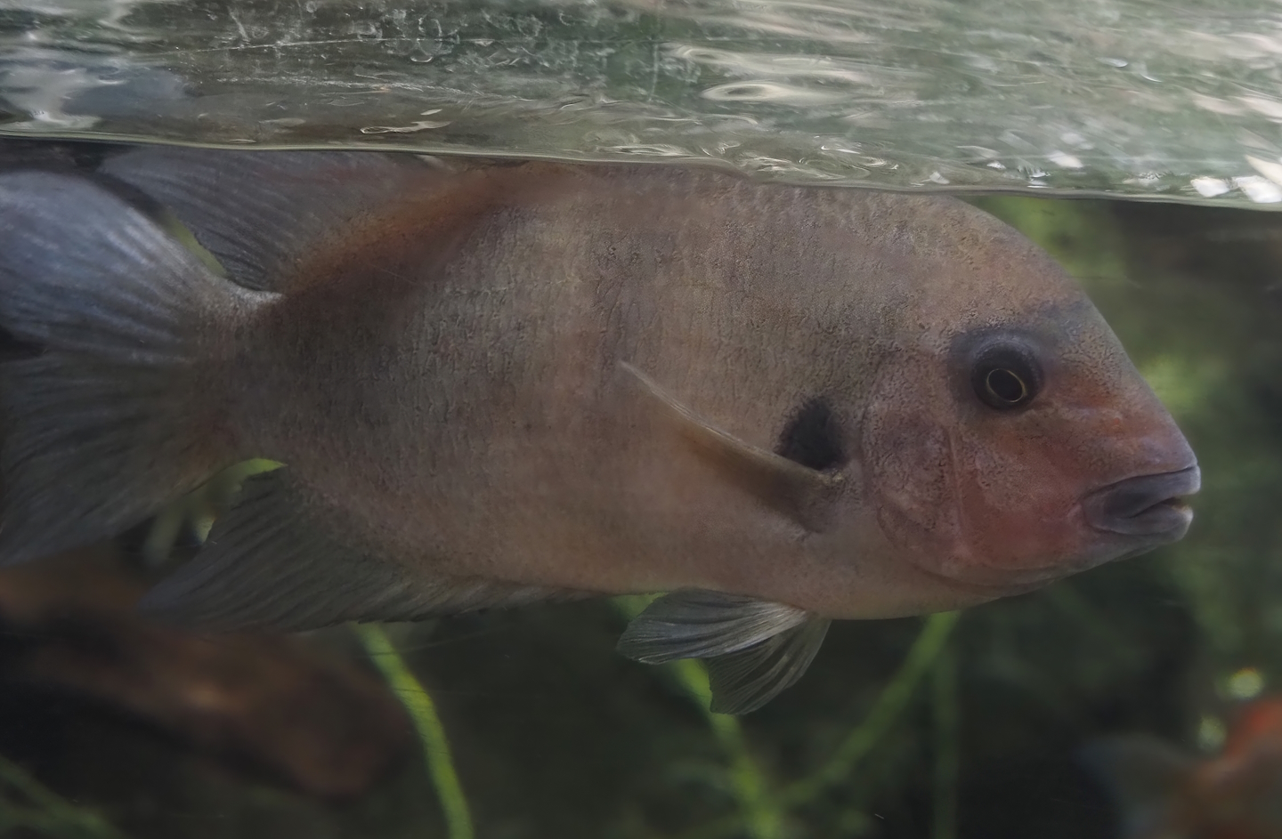 Kotsovato cichlid (Paretroplus kieneri), 2024-06-30