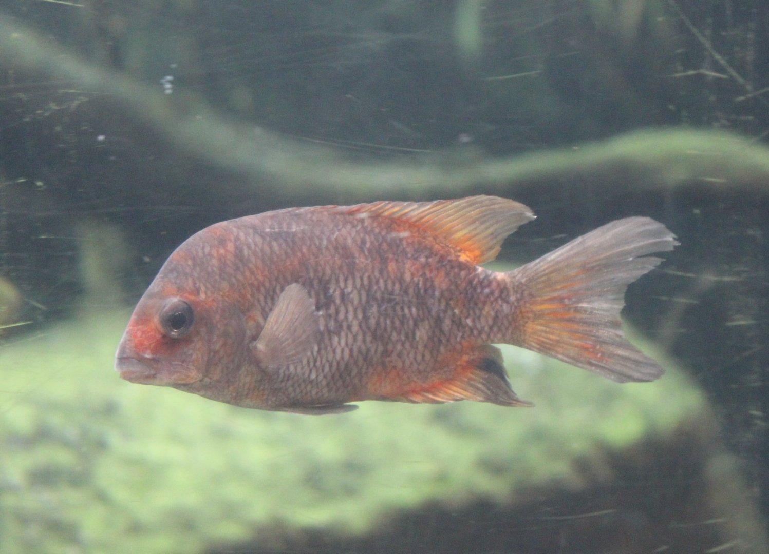 Kotsovato cichlid - Paretrplus kieneri