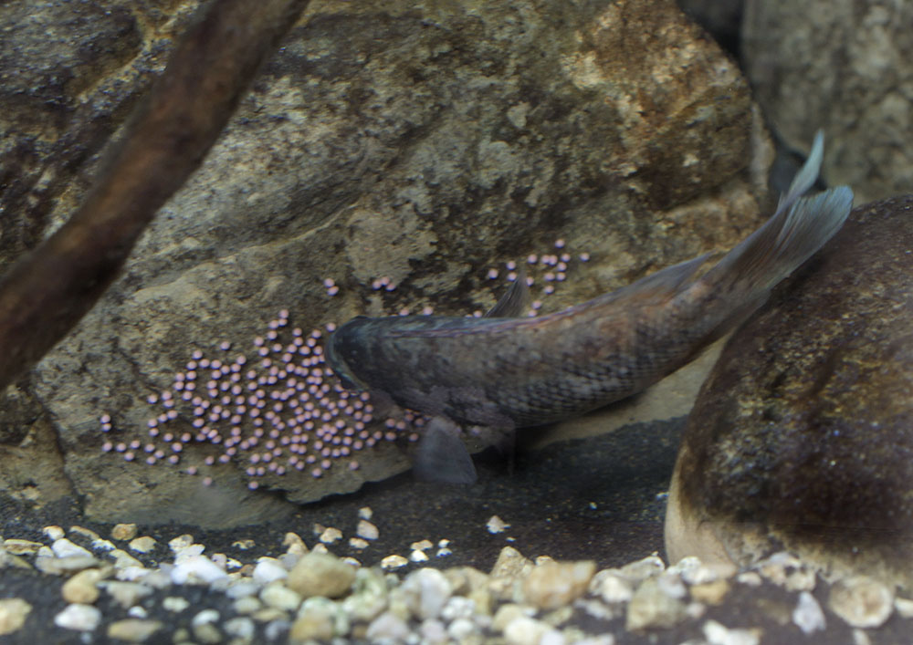 Kotsovato cichlid tending eggs