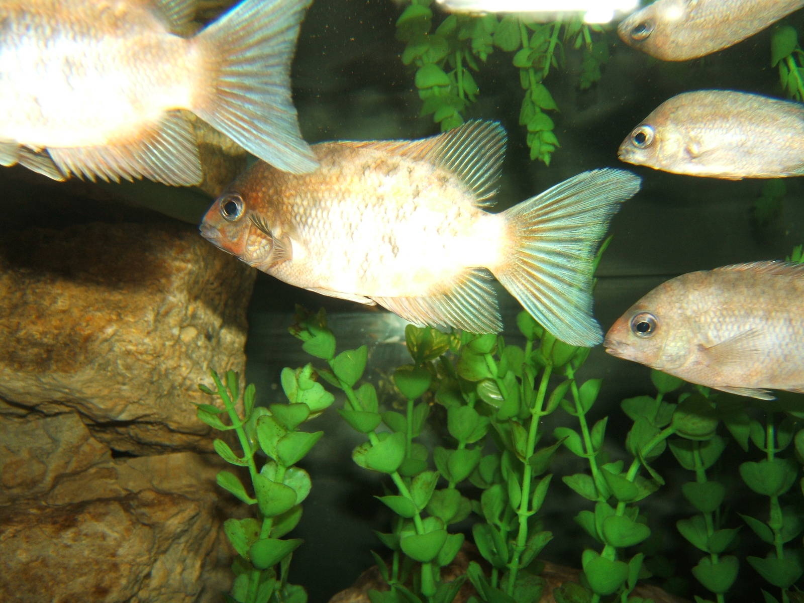 Kotsovato (Paretroplus kieneri)