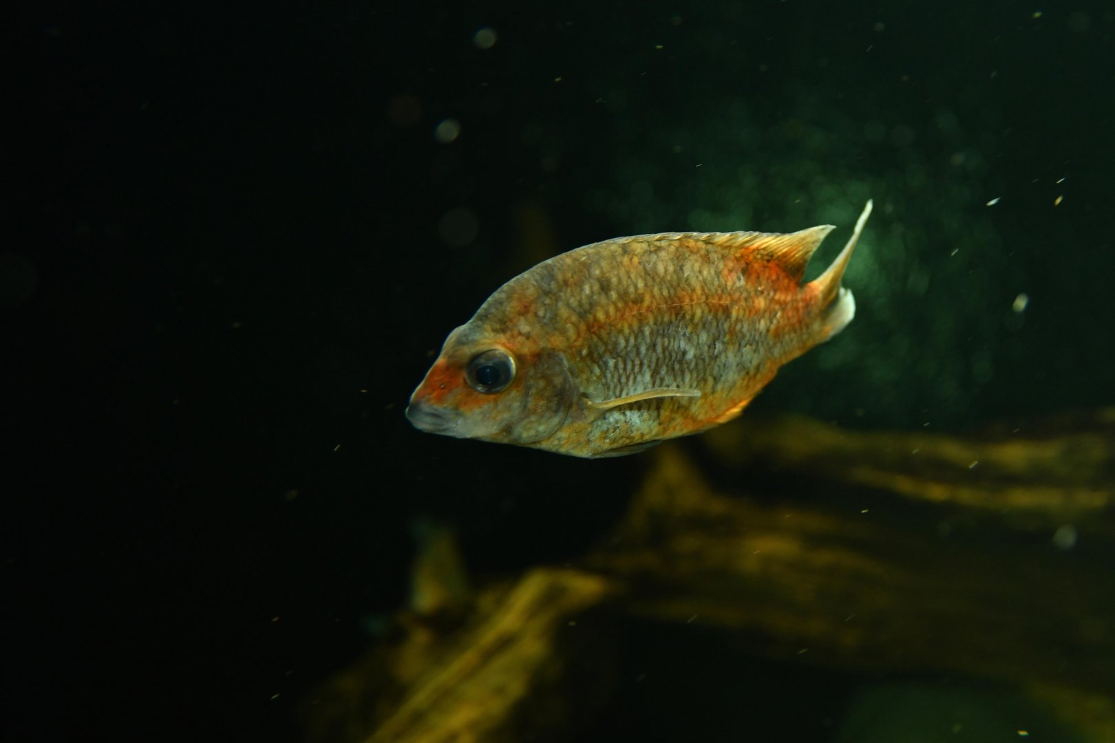 Kotsovato (Paretroplus kieneri)