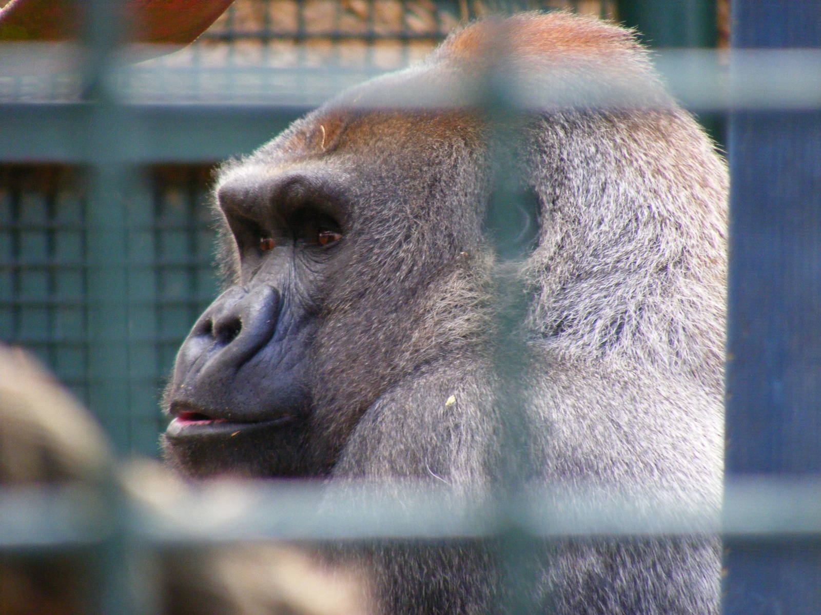 Kouillou the gorilla at Howletts Wild Animal Park, 3 April 2010