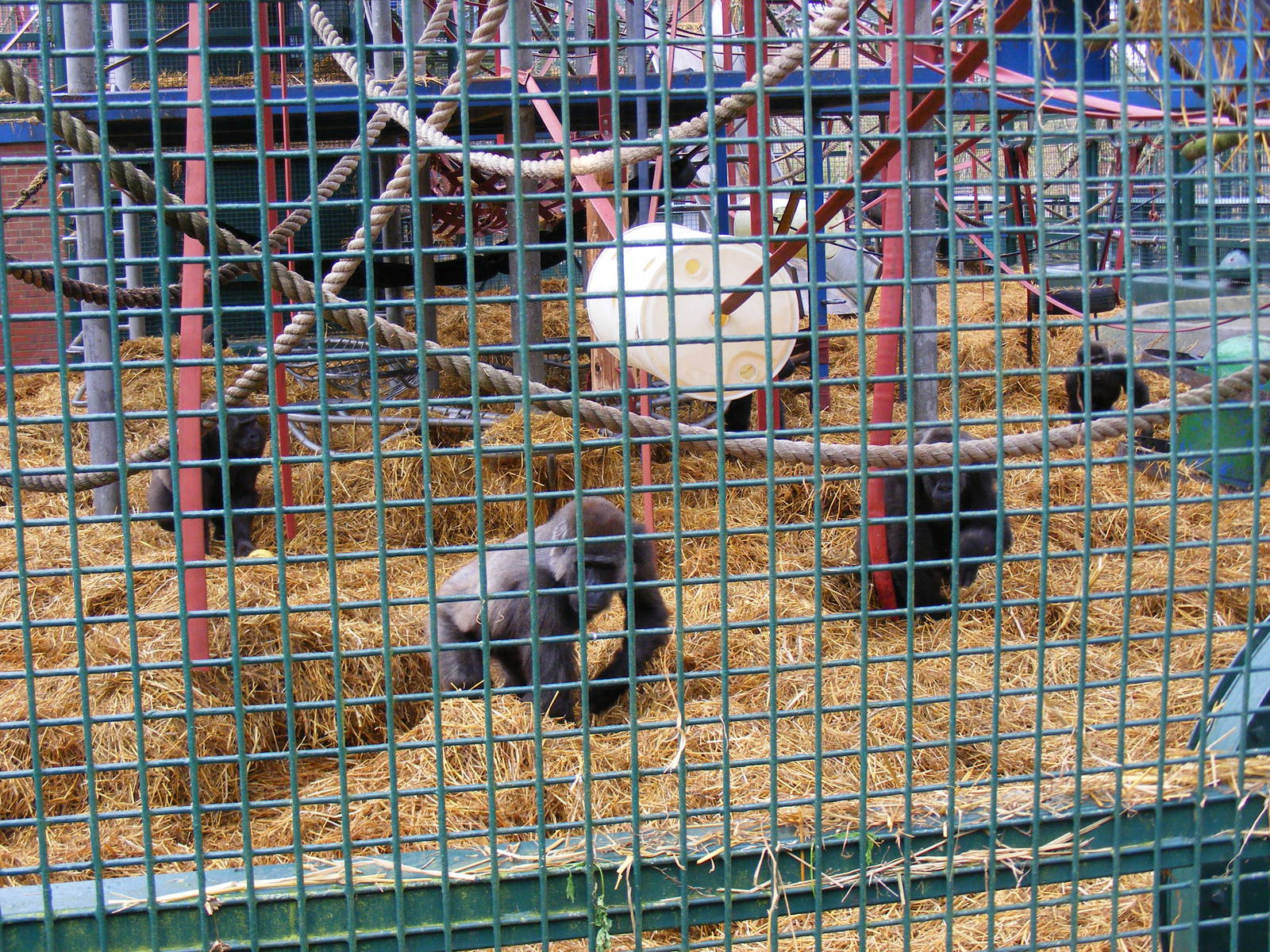 Kouillou's group of gorillas at Howletts Wild Animal Park, 12 February 2011