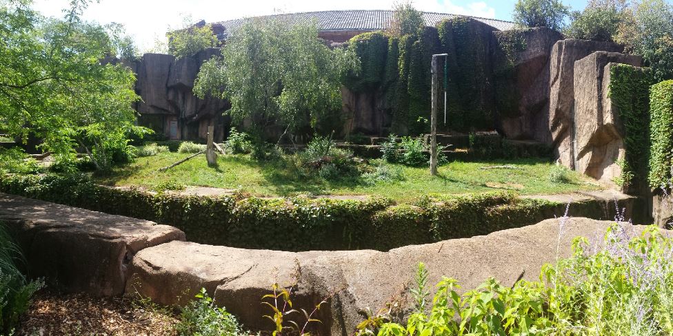 Kovler Lion House - Amur Tiger Exhibit