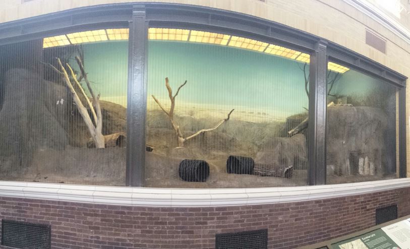 Kovler Lion House - Eurasian Lynx Exhibit