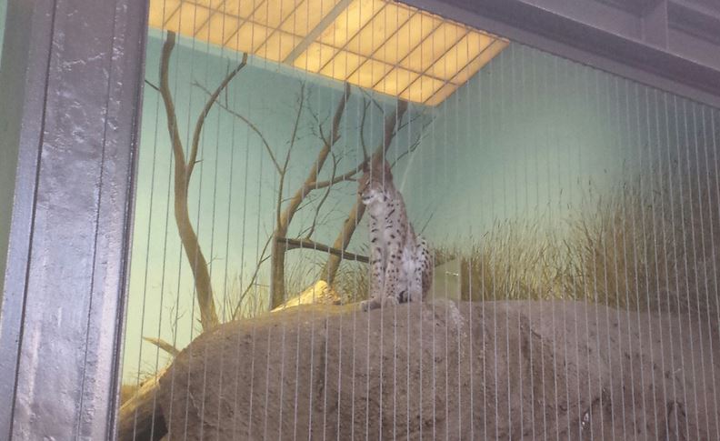 Kovler Lion House - Eurasian Lynx