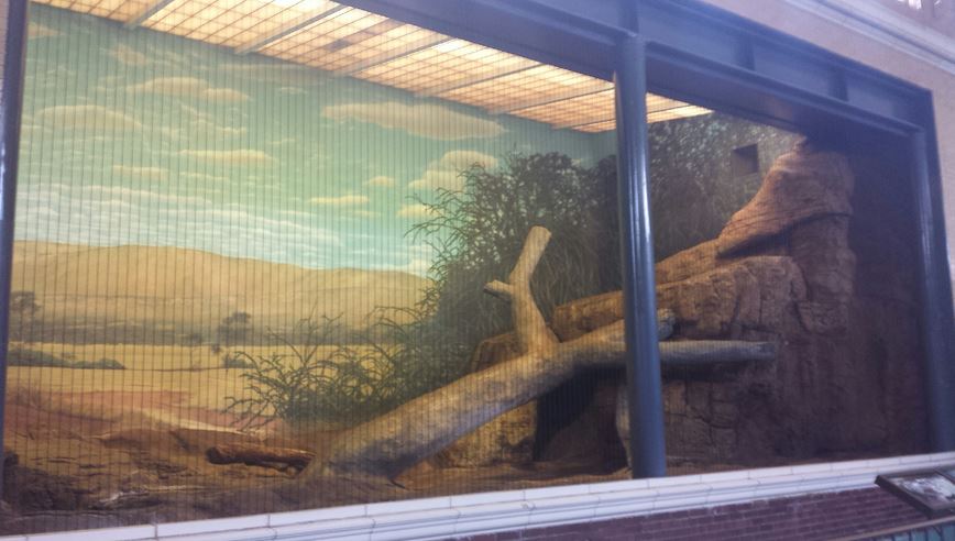 Kovler Lion House - Indoor Lion Exhibit