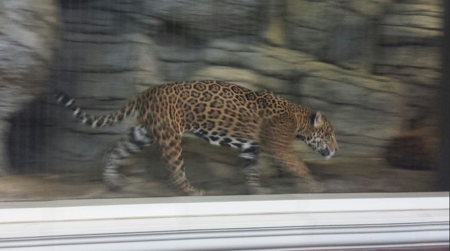 Kovler Lion House - Jaguar