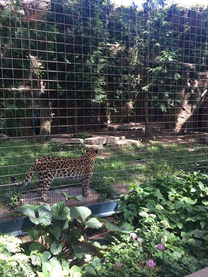 Kovler Lion House- Leopard