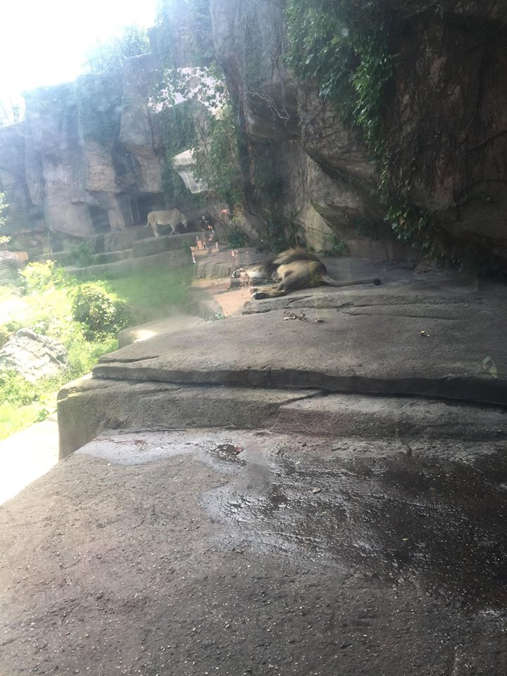 Kovler Lion House- Lion