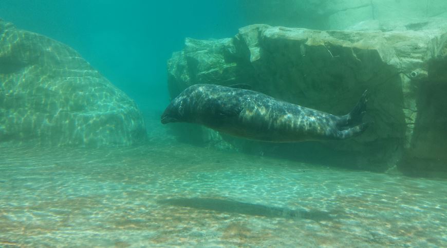 Kovler Sea Lion Pool - Harbor Seal