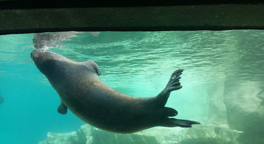 Kovler Sea Lion Pool - Harbor Seal