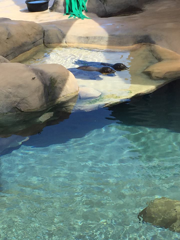 Kovler Sea Lion Pool- Seal