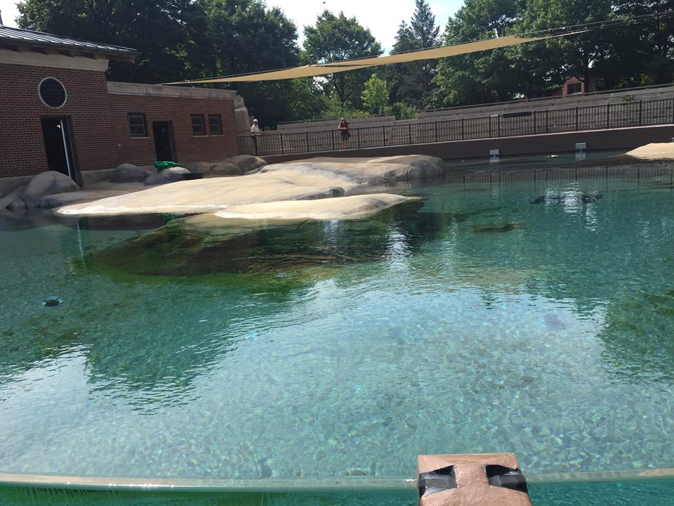 Kovler Sea Lion Pool- Seal
