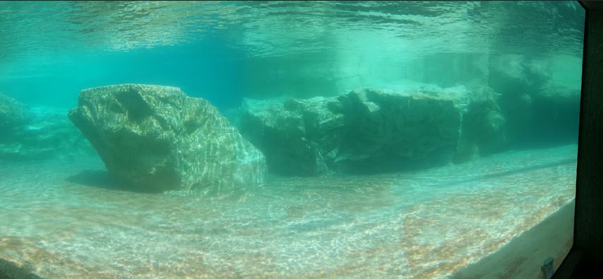Kovler Sea Lion Pool - Underwater Viewing