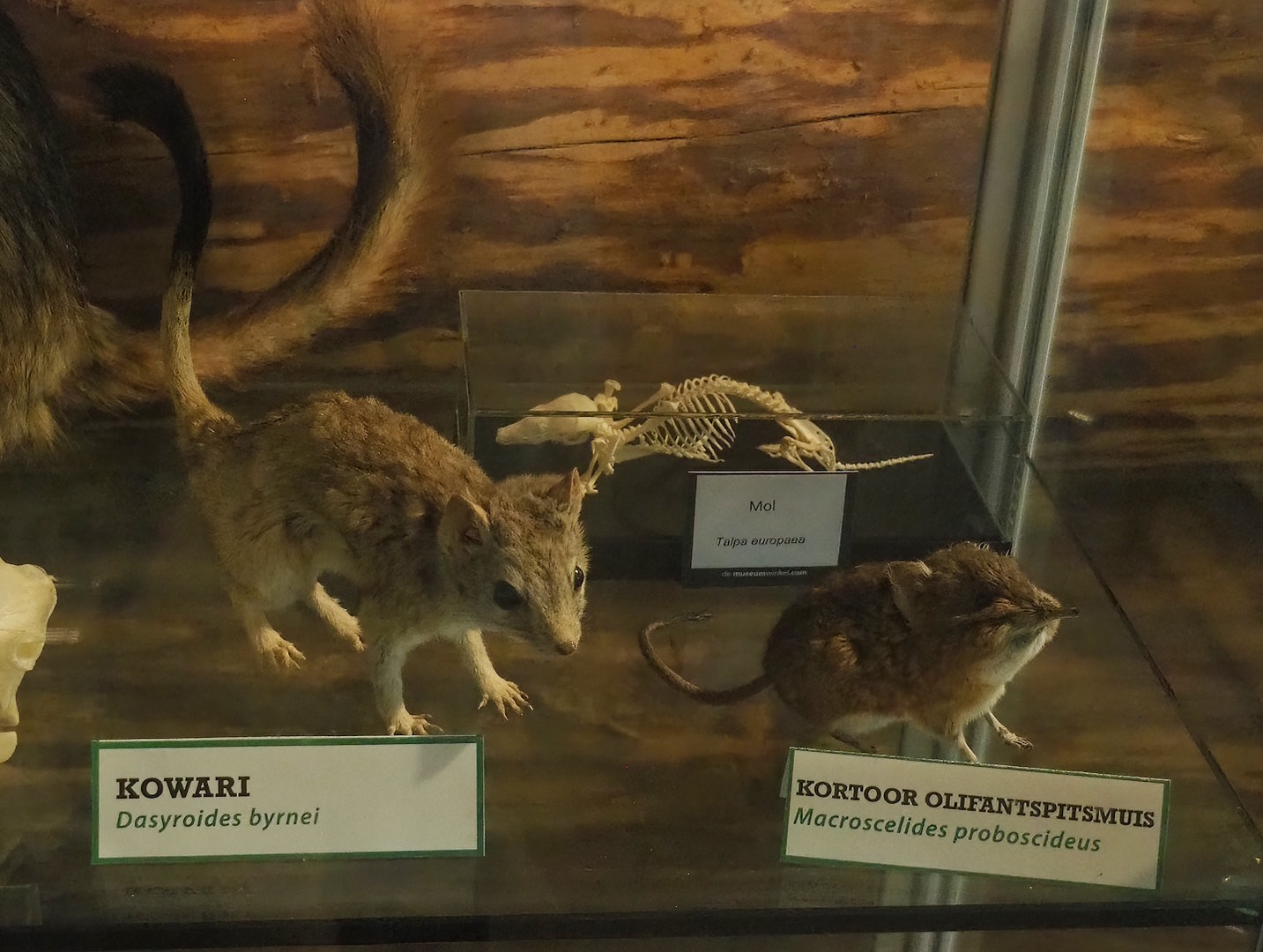 Kowari and Round-eared elephant shrew taxidermy specimens and European mole skeleton, 2023-05-31