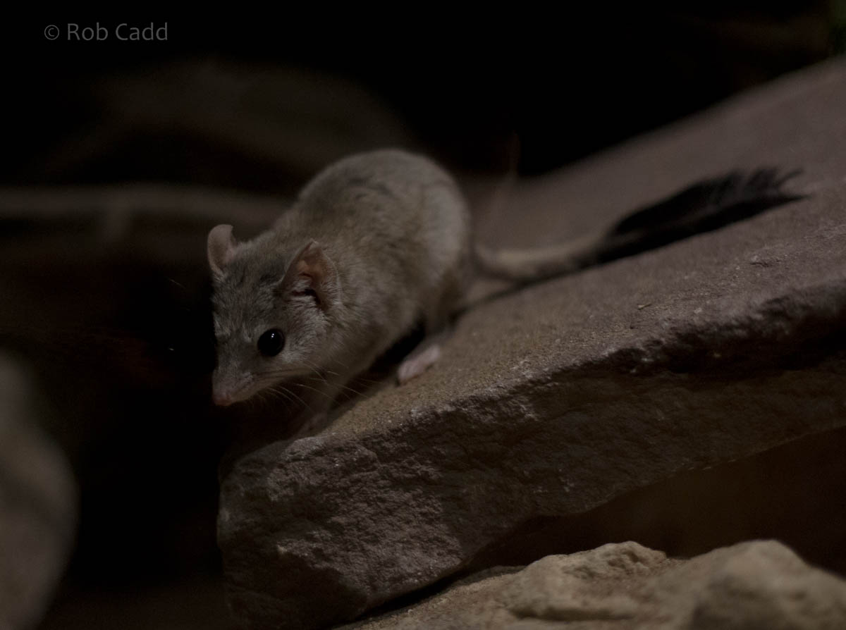 Kowari : Bristol : 22 Sep 2015