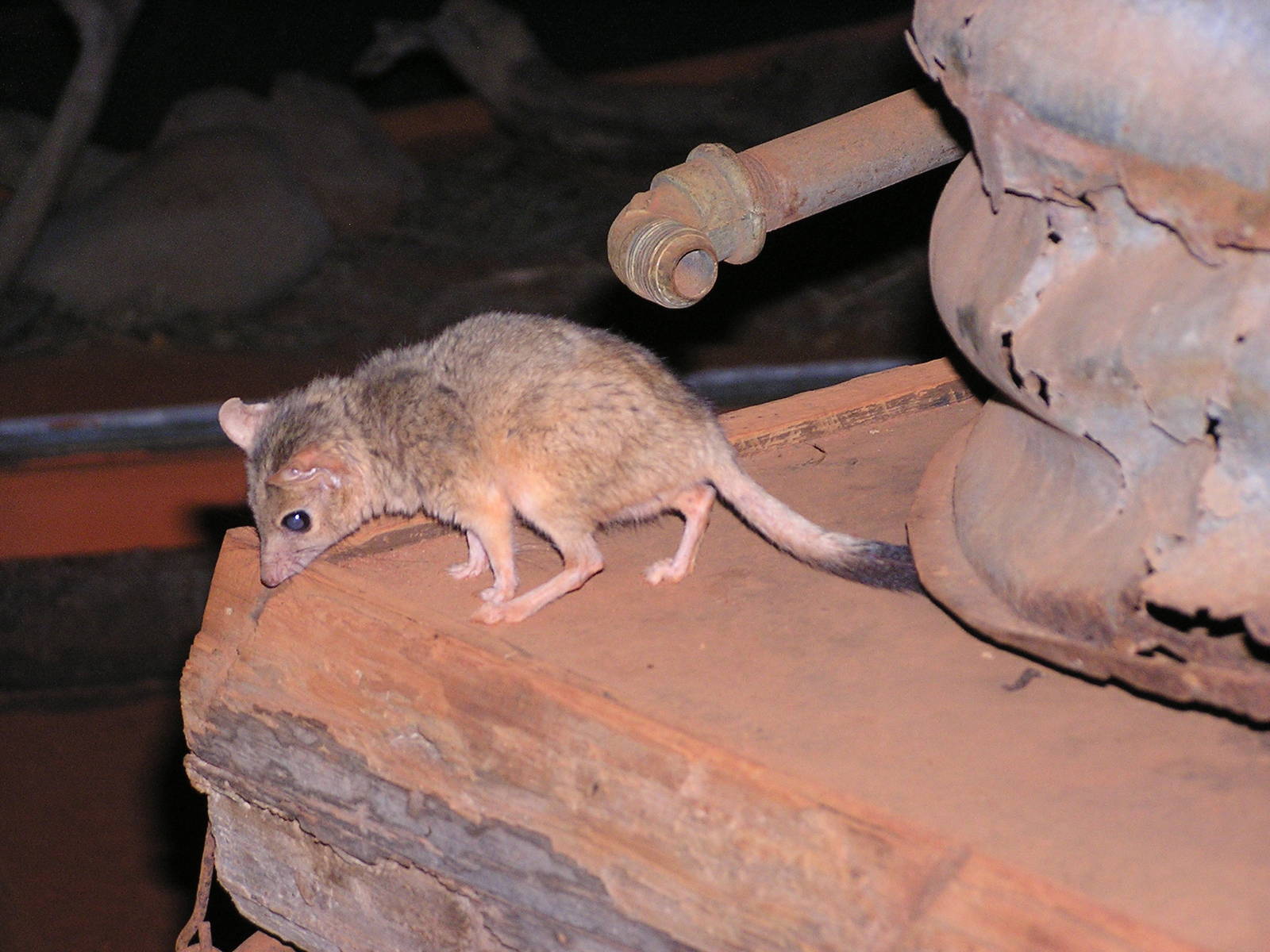 Kowari/ Dasycercus byrnei