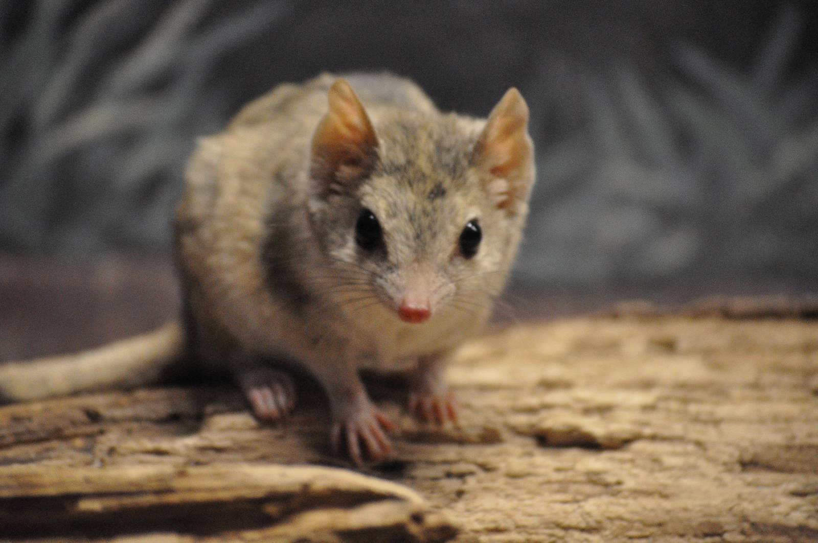 Kowari (Dasycercus byrnei)