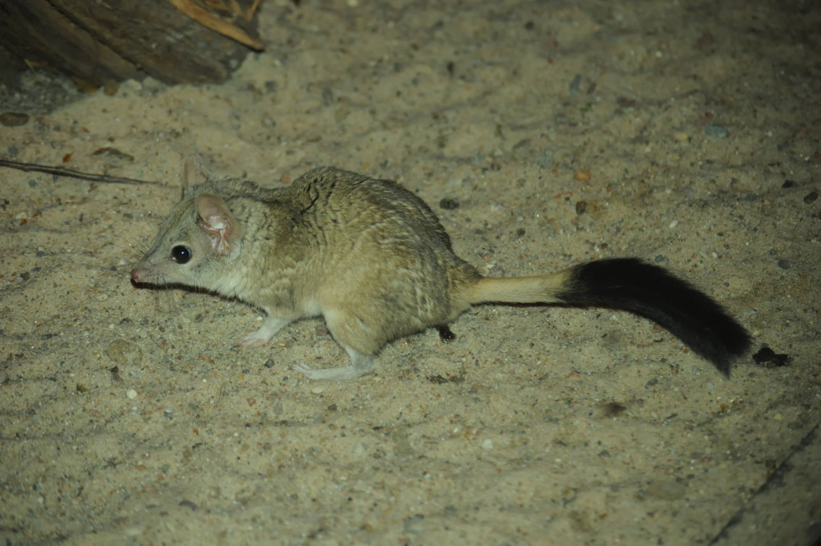 Kowari (Dasycercus byrnei)