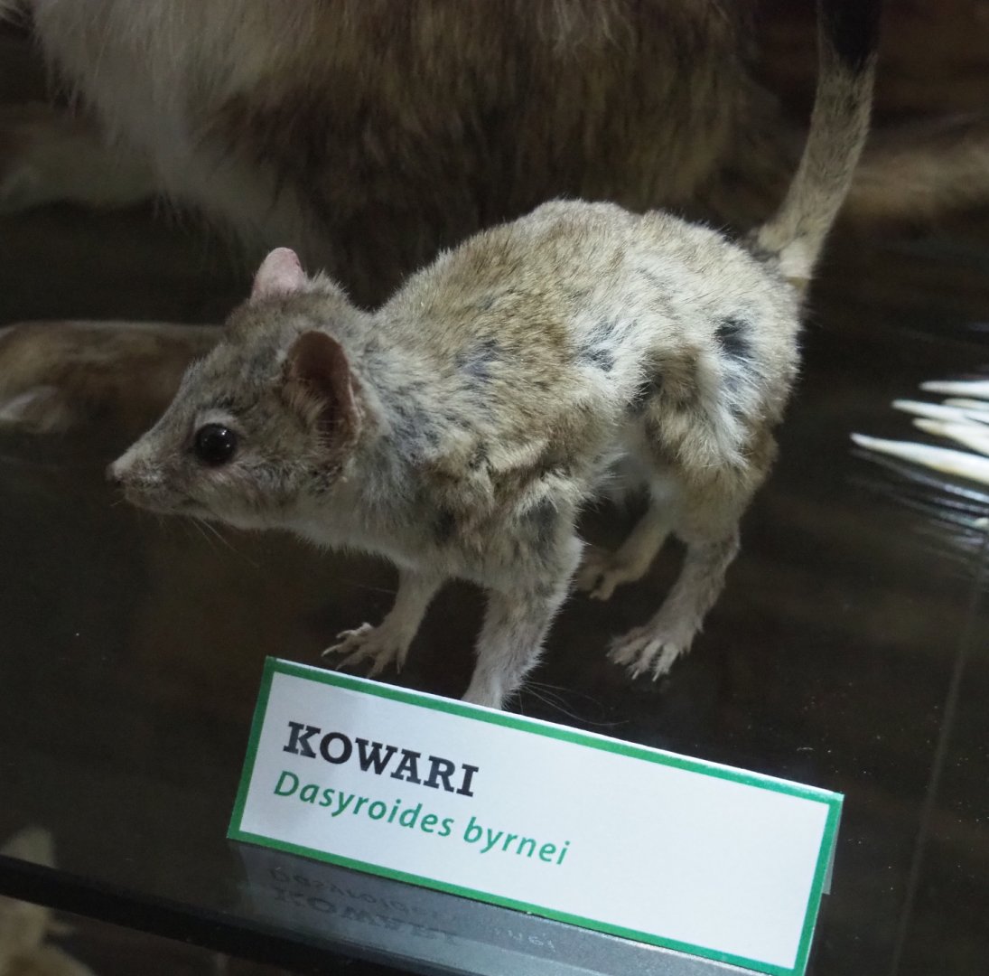 Kowari (Dasyuroides byrnei) specimen, 2022-05-17