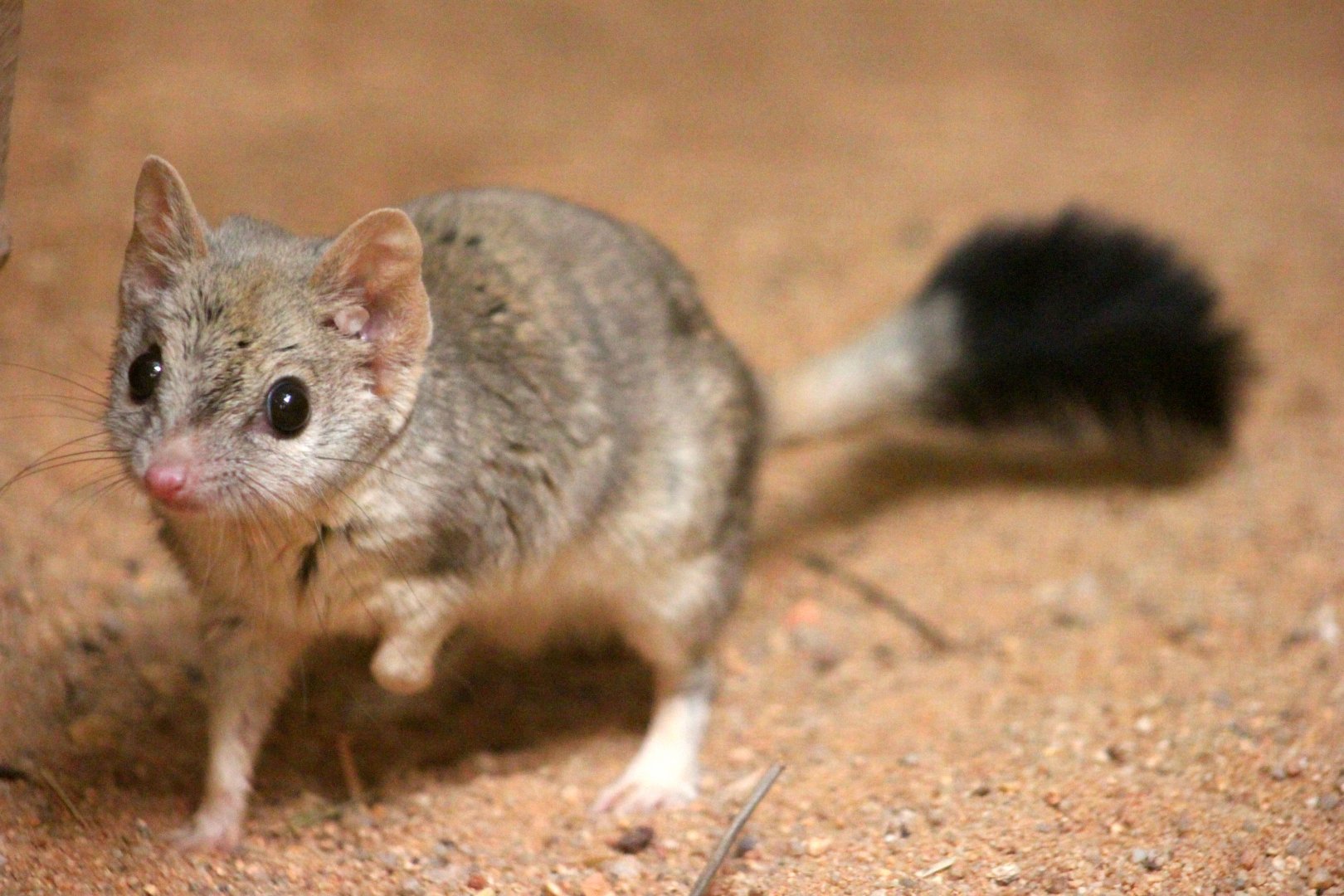 Kowari (Dasyuroides byrnei)