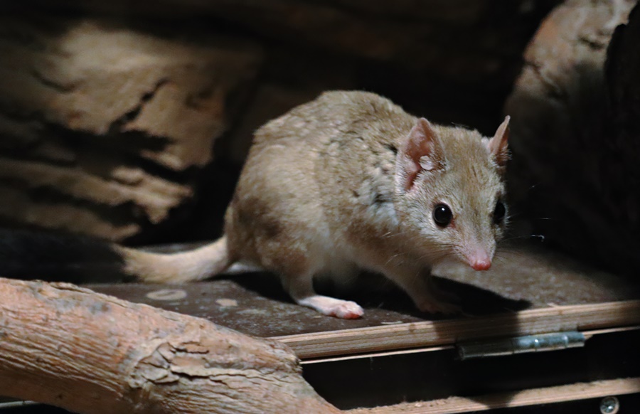 Kowari (Dasyuroides byrnei)