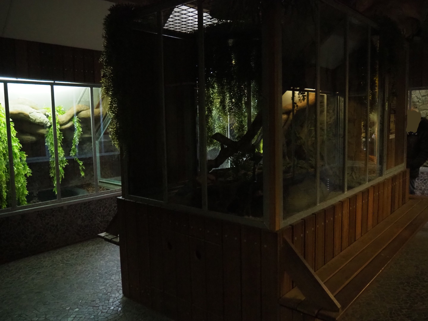 Kowari exhibit, 2019-04-06