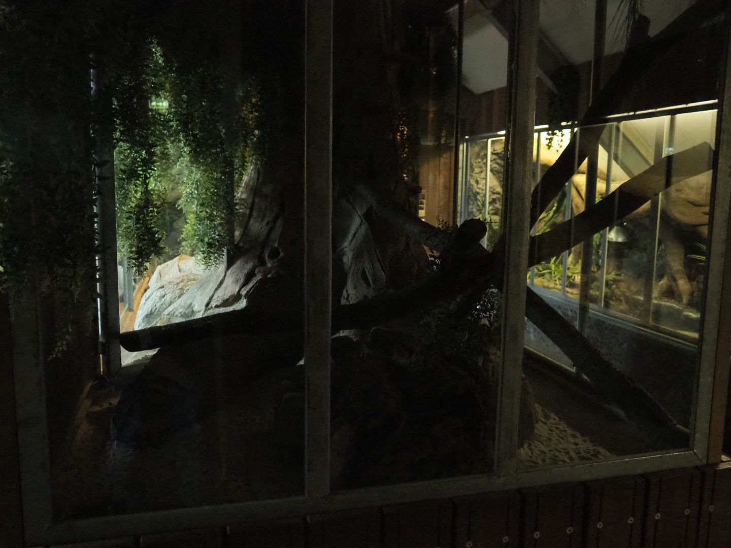 Kowari exhibit, 2019-04-06