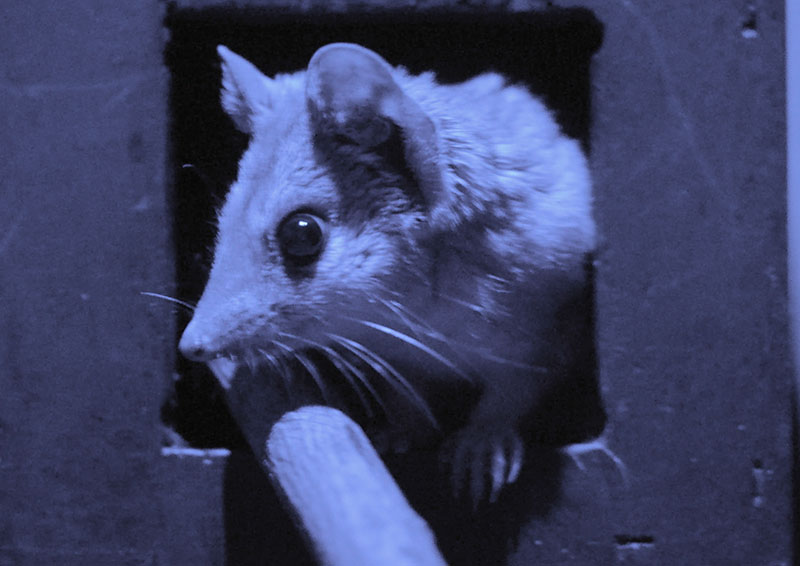 Kowari in nocturnal lighting