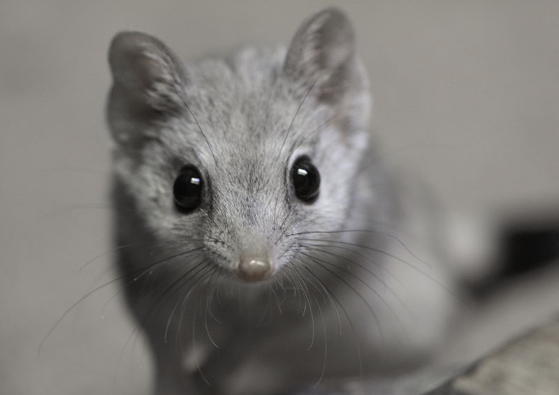 Kowari in normal lighting