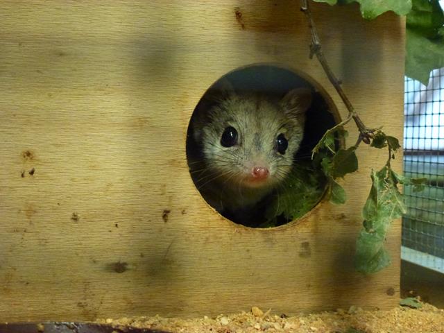 Kowari, October 2013.