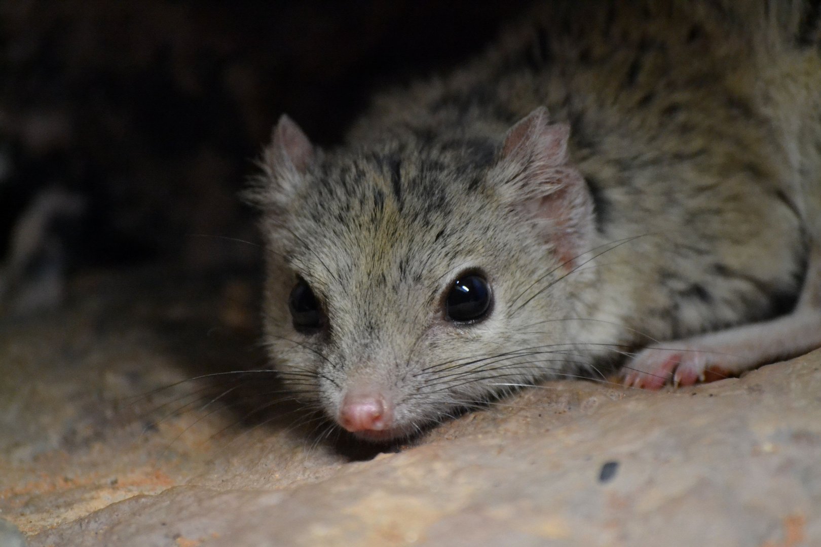 Kowari - September 2016